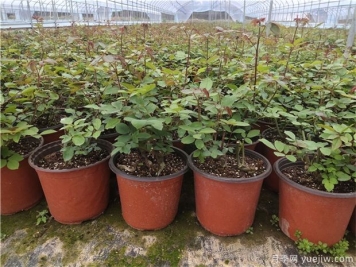 月季苗多久可以移栽施肥和開(kāi)花？