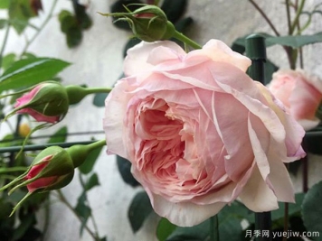 威廉莫里斯月季的優(yōu)缺點是什么？