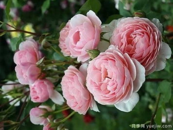 威廉莫里斯月季，靈動杏粉色，多季節(jié)開花