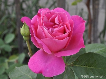 讓同一盆的月季花同一天開花，應(yīng)該如何做？