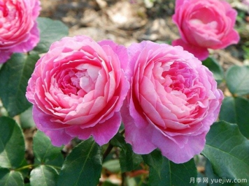 冬天養(yǎng)花一定要管住手，越勤快反而死得越快！