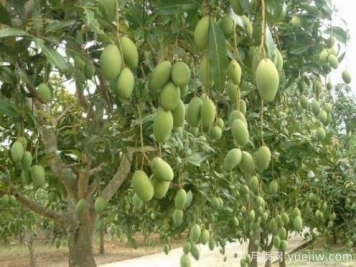 芒果苗多少錢一株？種一畝小苗成本多少錢？