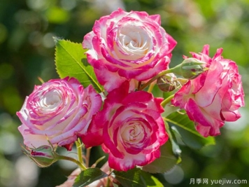 月季黑星病的病癥是怎樣的？如何進(jìn)行防治？