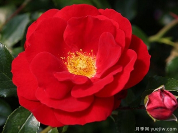 卡拉喬月季的優(yōu)缺點(diǎn)是什么？