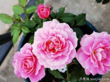 牡丹花，養(yǎng)護小知識