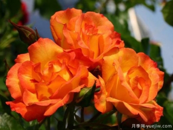 食醋養(yǎng)花卉妙處有三個(gè)，長勢旺花多色艷