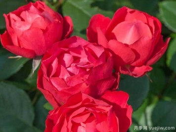 推薦4款適合室內(nèi)養(yǎng)的月季，勤花易打理