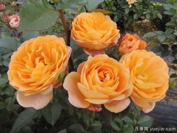 果汁陽臺月季好養(yǎng)嗎？一年開幾次花？