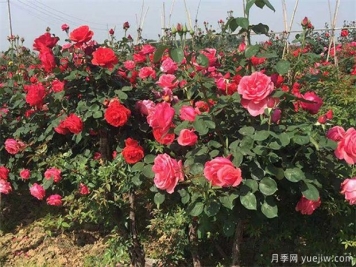 滿足標準的喬木灌木工程苗，讓你賺錢賺到手軟