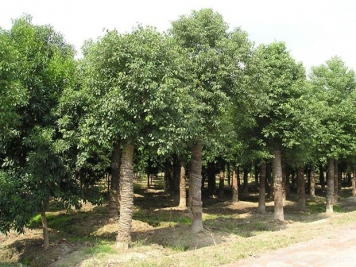 北方種植香樟樹容易發(fā)生凍害后如何進行復壯