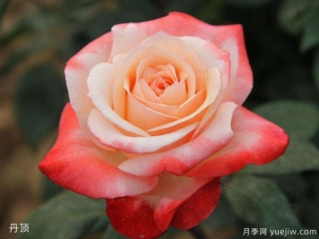 玫瑰月季薔薇傻傻分不清，只要3個方法一眼就認出來