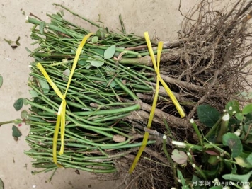 艾草、月季…南陽(yáng)市臥龍區(qū)特色農(nóng)產(chǎn)品備戰(zhàn)雙十一