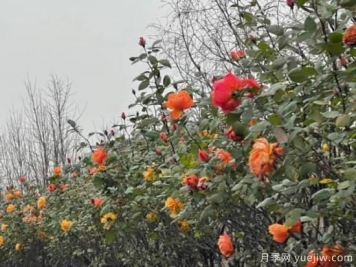 嚴(yán)冬月季花盛開(kāi)，杭州高架月季實(shí)現(xiàn)超長(zhǎng)待機(jī)
