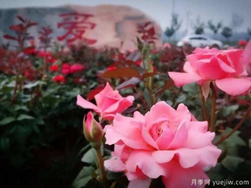 月季名園：北京愛(ài)情海玫瑰文化博覽園