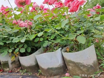 為什么家庭養(yǎng)月季那么容易黃葉、僵苗？忽略了這2點(diǎn)！