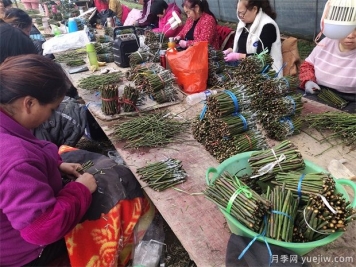 南陽臥龍區(qū)發(fā)展月季花經濟 培育花卉產業(yè)致富路