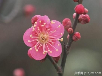 梅花如何栽培？養(yǎng)護辦法分享