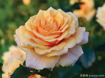 圣特羅佩月季的優(yōu)缺點(diǎn)是什么？