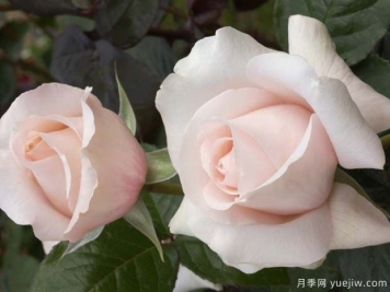 假日島毛伊月季的優(yōu)缺點(diǎn)是什么？