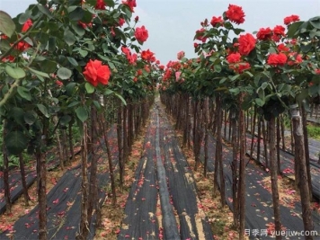 樹狀月季嫁接用的砧木是什么？山木香能規(guī)模種植嗎？