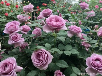 家庭陽(yáng)臺(tái)月季花的養(yǎng)殖方法和注意事項(xiàng)