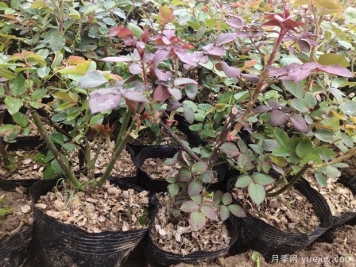 月季花什么季節(jié)選苗種植最好？不同季節(jié)入苗的優(yōu)缺點(diǎn)是什么？