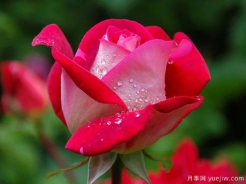 月季花紅蜘蛛危害癥狀，月季紅蜘蛛該如何防治呢？