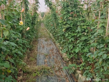 月季不開花只長葉子的原因