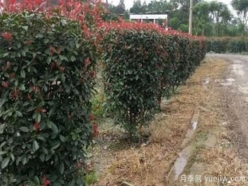 紅葉石楠柱形苗培育技術分享