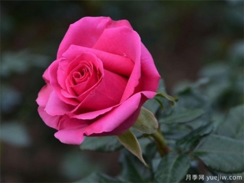 南陽臥龍區(qū)做大做強月季產業(yè)?助推高質量發(fā)展