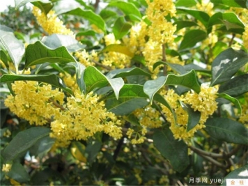 南陽桂花怎么養(yǎng)才長得好