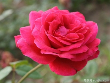 包頭可以種植月季嗎？月季花盛開不是夢