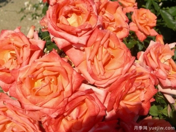 金沙玫瑰月季的優(yōu)缺點是什么？