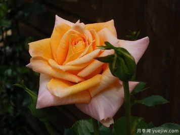 夏日飛濺月季的優(yōu)缺點(diǎn)是什么？