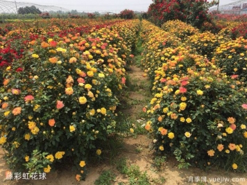 球形灌木怎樣賣出高價？月季花球受綠化喜愛