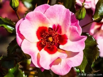 甜蜜巴比倫眼睛月季的優(yōu)缺點是什么？
