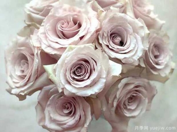 流沙月季的優(yōu)缺點(diǎn)是什么？