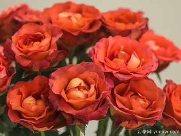 咖啡時間休憩月季的優(yōu)缺點是什么？