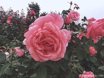 移植月季玫瑰能在夏天生存嗎？