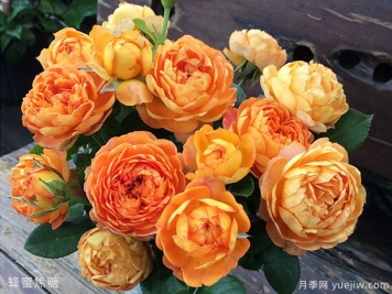 月季花的花語是什么？各種顏色月季花代表的花語
