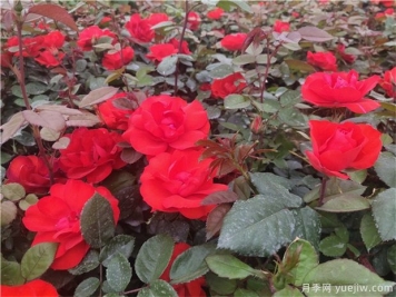 月季花的種子能種嗎？月季花養(yǎng)殖方法