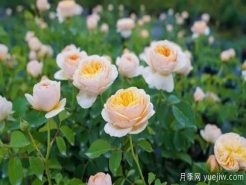 現(xiàn)代月季在園林景觀的應(yīng)用！園林綠化人必看！