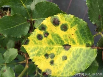 月季黑斑病的癥狀和治療，需要遮陰干燥通風(fēng)