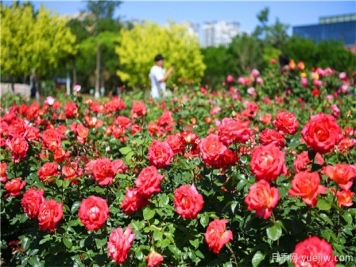 草本花卉修剪秘笈，養(yǎng)花人必看！