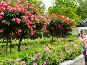 如何讓月季花卉保持最佳的生長(zhǎng)狀態(tài)？