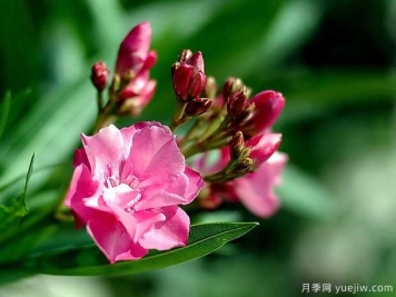 夾竹桃的圖片特點(diǎn)和種植養(yǎng)護(hù)