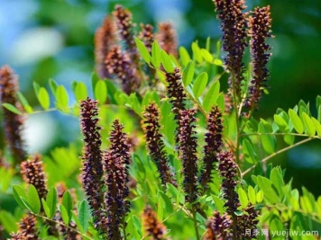 紫穗槐的圖片特點(diǎn)和種植養(yǎng)護(hù)