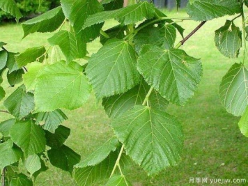 椴樹的圖片特點(diǎn)和種植養(yǎng)護(hù)
