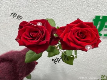 花店常備的15種紅玫瑰是什么？有什么優(yōu)缺點(diǎn)？