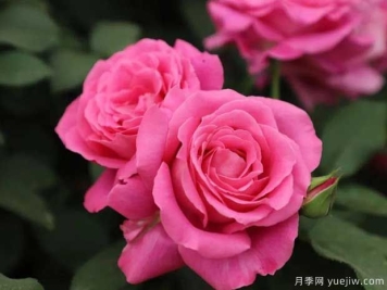 國(guó)月月季推薦，天路月季